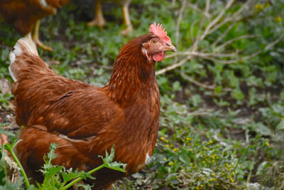 A brown chicken in a green meadow