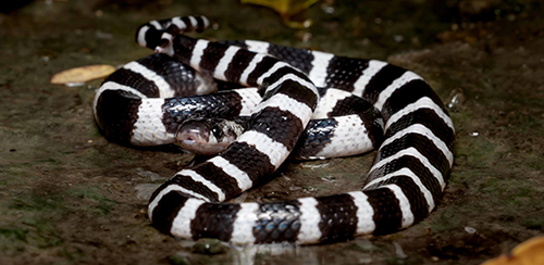 banded krait