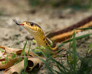 snake sticking its tongue out