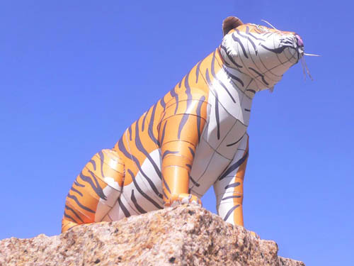 tiger at 500px
