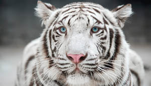 white tiger